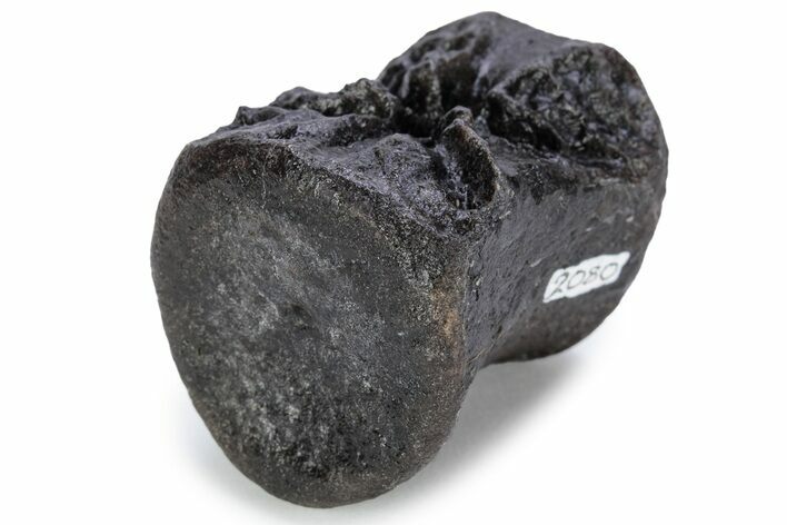 Ornithopod (Valdosaurus) Vertebra - Isle of Wight, England #243408